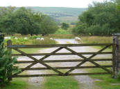Sheep outside the gate